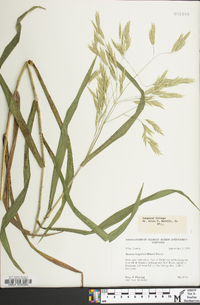 Bromus latiglumis image