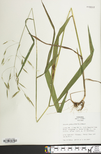 Bromus pubescens image