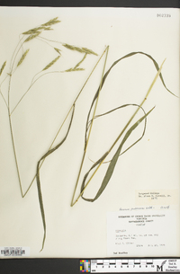 Bromus pubescens image