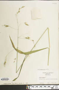 Bromus pubescens image