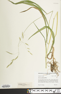 Bromus pubescens image