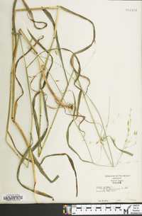 Bromus pubescens image