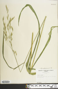 Bromus pubescens image