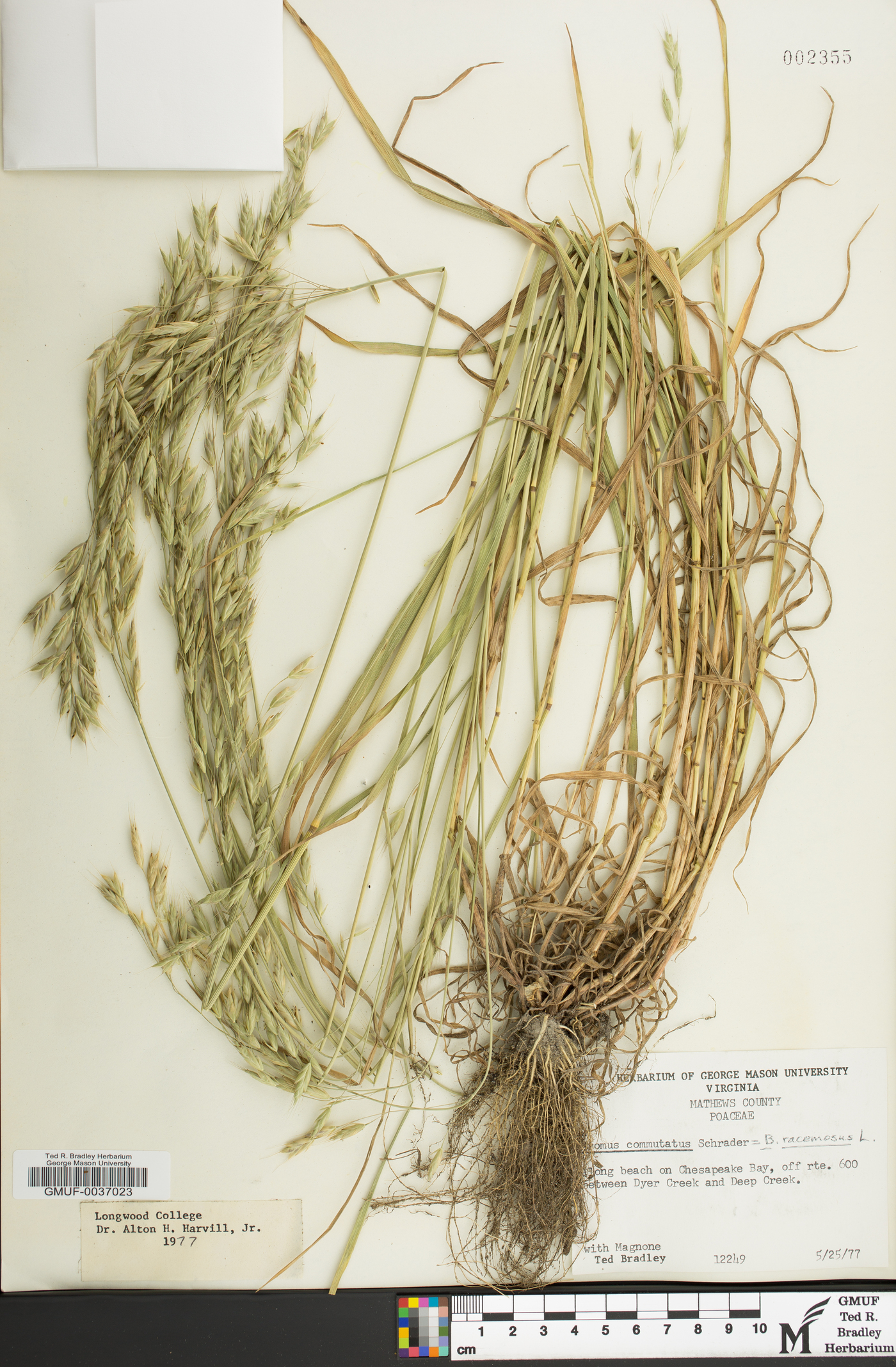 Bromus racemosus image