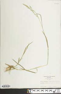 Bromus racemosus image