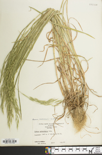 Bromus racemosus image