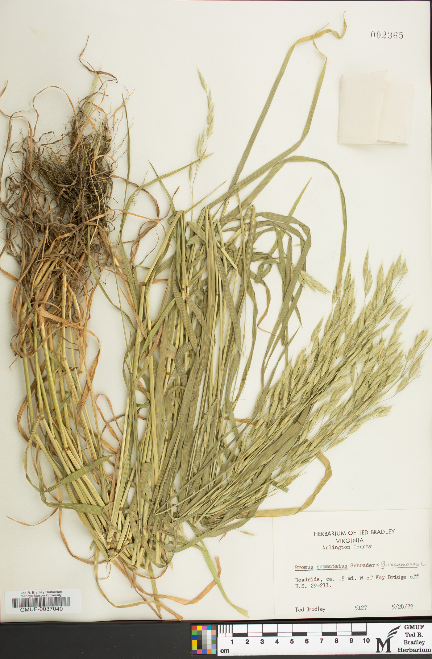 Bromus racemosus image