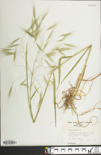 Bromus sterilis image