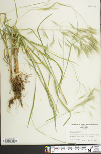 Bromus sterilis image