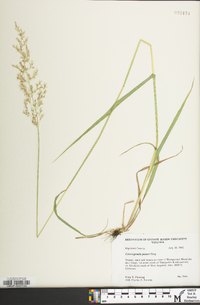 Calamagrostis porteri image