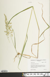 Calamagrostis porteri image