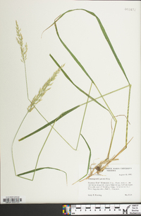 Calamagrostis porteri image