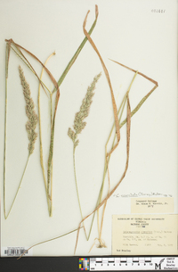 Calamagrostis cinnoides image