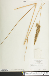 Calamagrostis cinnoides image