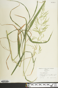 Cinna arundinacea image