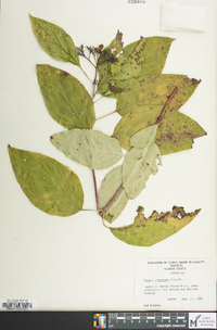 Cornus pubescens image