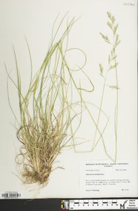 Danthonia sericea image