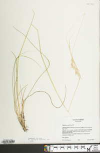 Danthonia sericea image