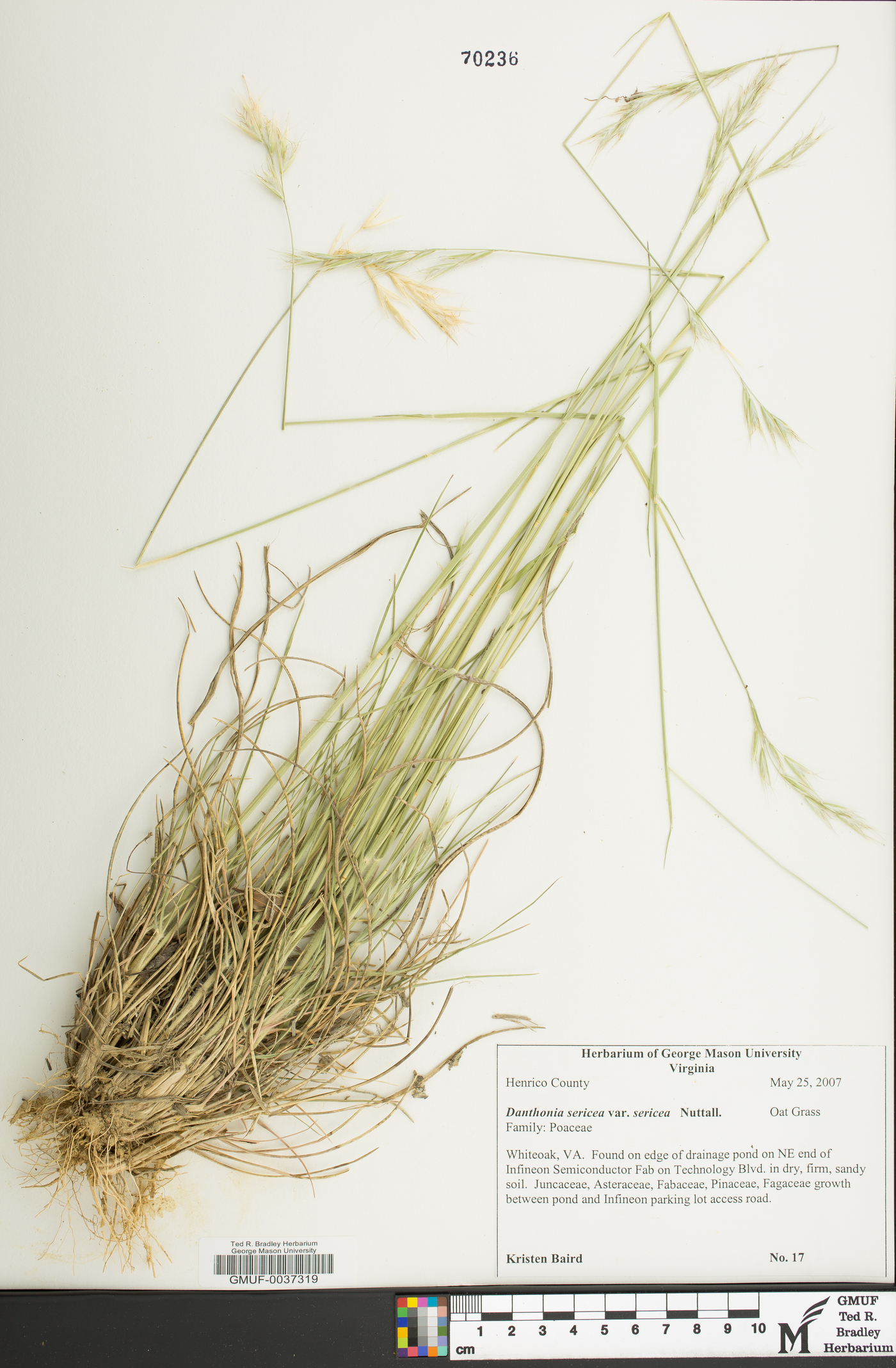 Danthonia sericea image