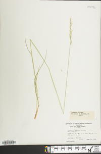 Danthonia sericea image