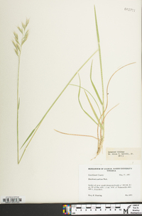 Danthonia sericea image