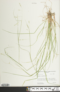 Danthonia compressa image