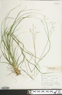 Danthonia compressa image