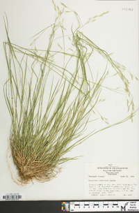 Danthonia compressa image