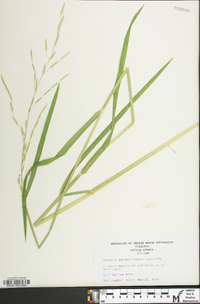 Glyceria septentrionalis image