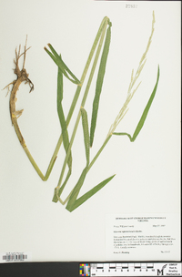 Glyceria septentrionalis image