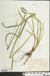 Glyceria septentrionalis image