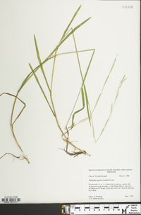 Glyceria septentrionalis image