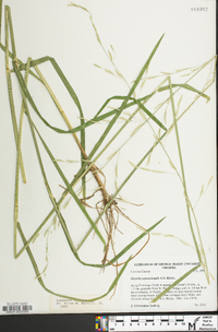 Glyceria septentrionalis image