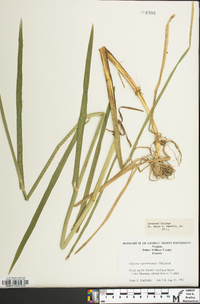 Glyceria septentrionalis image