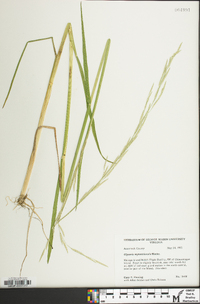 Glyceria septentrionalis image