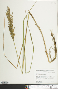 Glyceria obtusa image