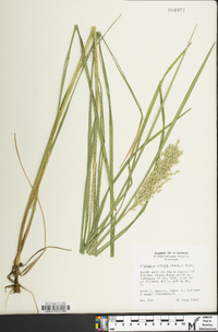 Glyceria obtusa image