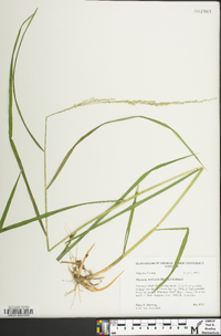 Glyceria melicaria image