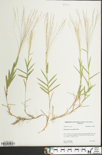 Gymnopogon brevifolius image