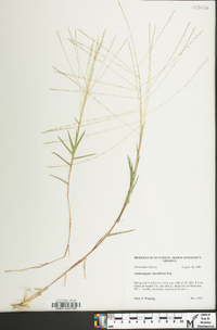 Gymnopogon brevifolius image