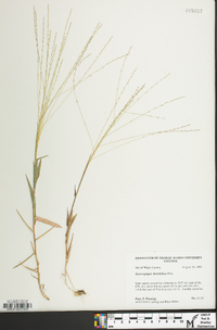 Gymnopogon brevifolius image