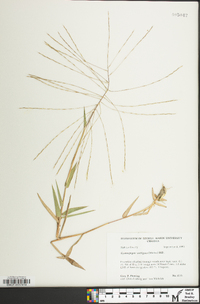 Gymnopogon ambiguus image