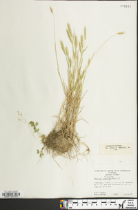 Hordeum pusillum image