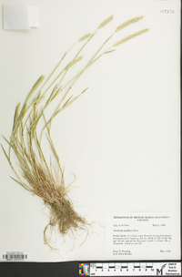 Hordeum pusillum image