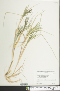 Diplachne fusca subsp. fascicularis image