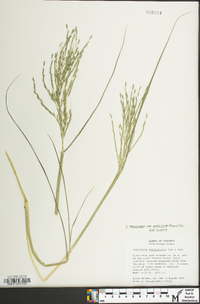 Diplachne fusca subsp. fascicularis image