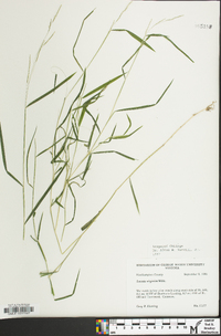 Leersia virginica image