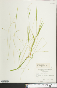 Leersia virginica image