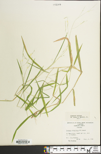 Leersia virginica image