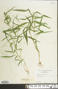 Leersia virginica image